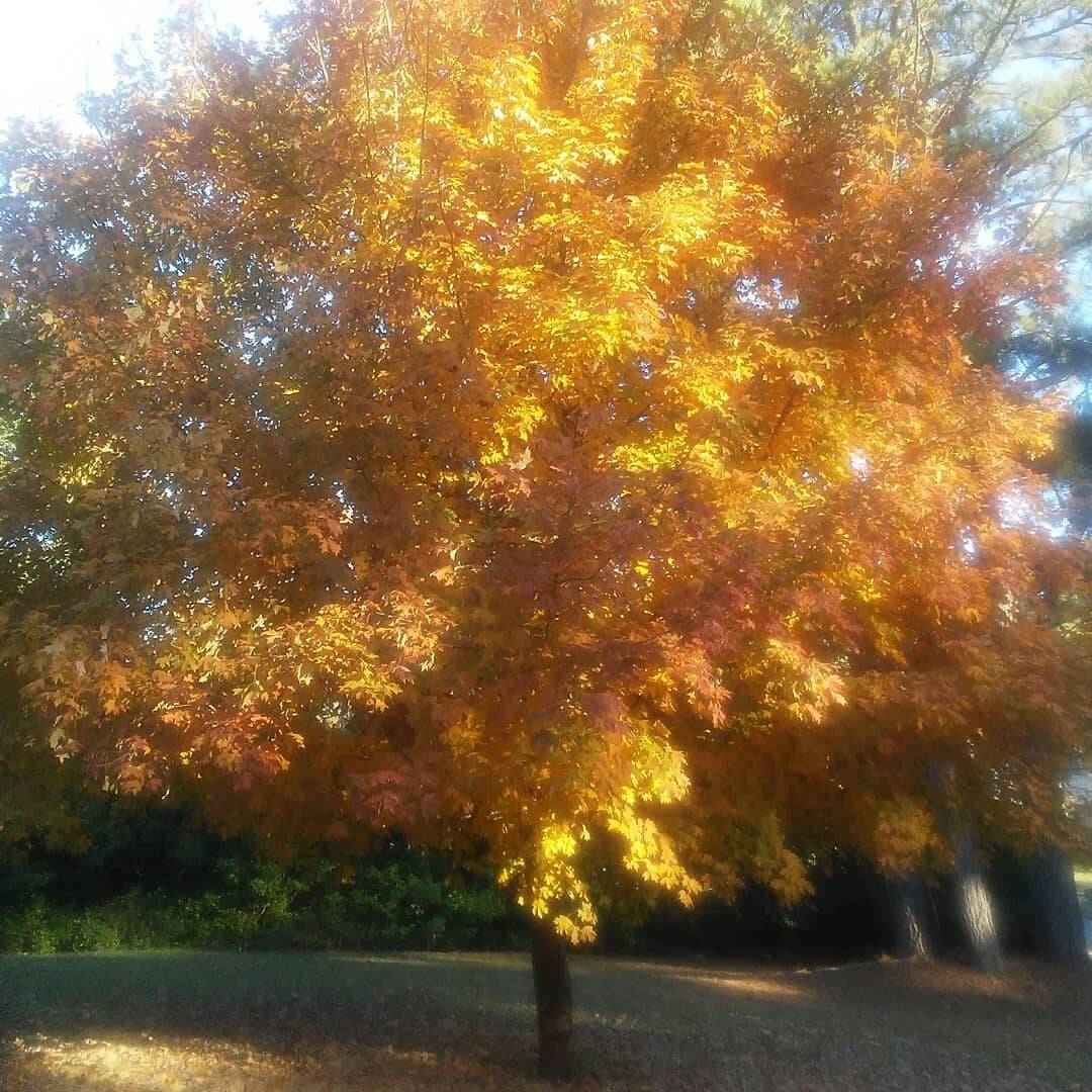 Nature gallery image 13