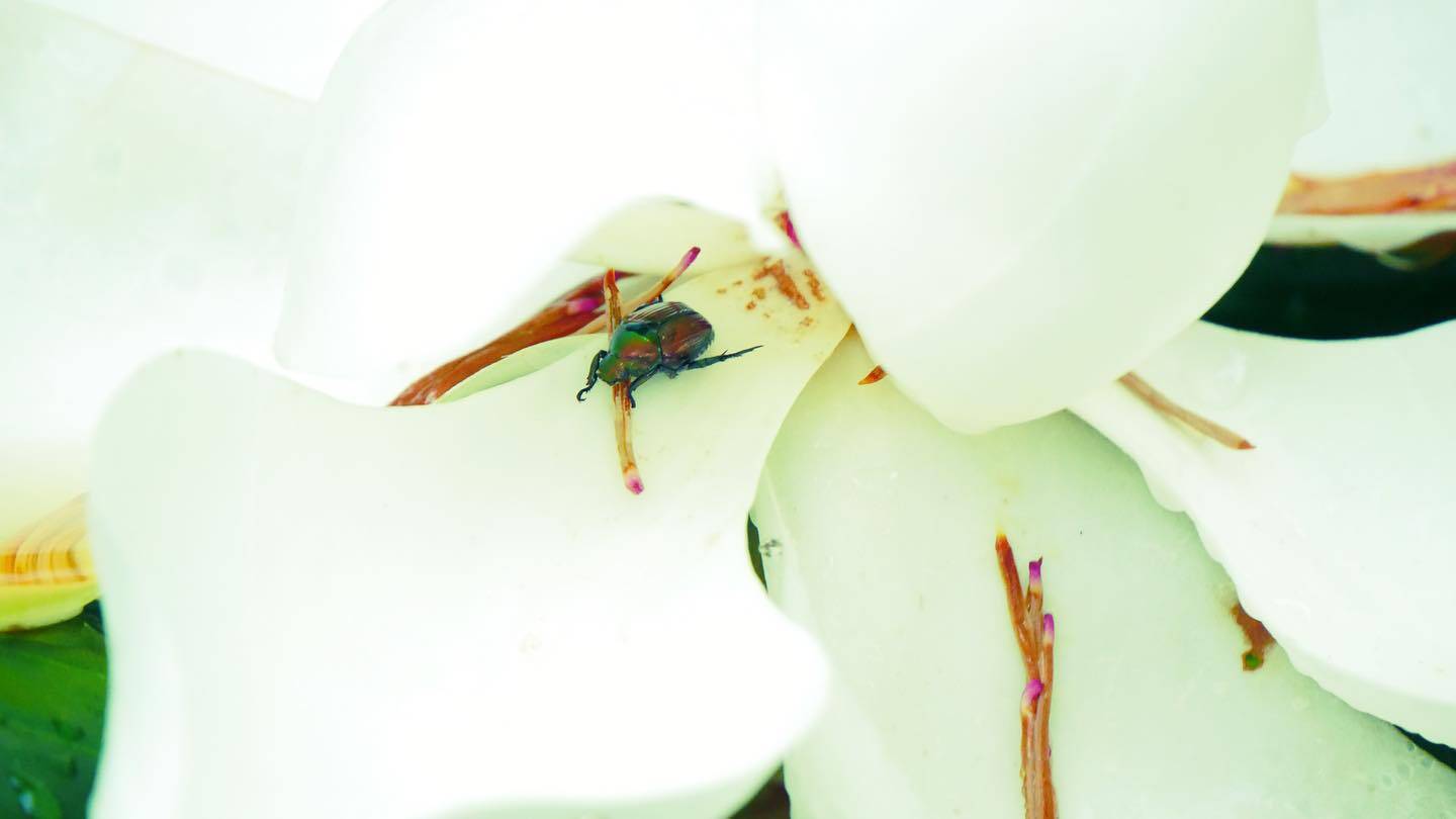 Nature gallery image 20