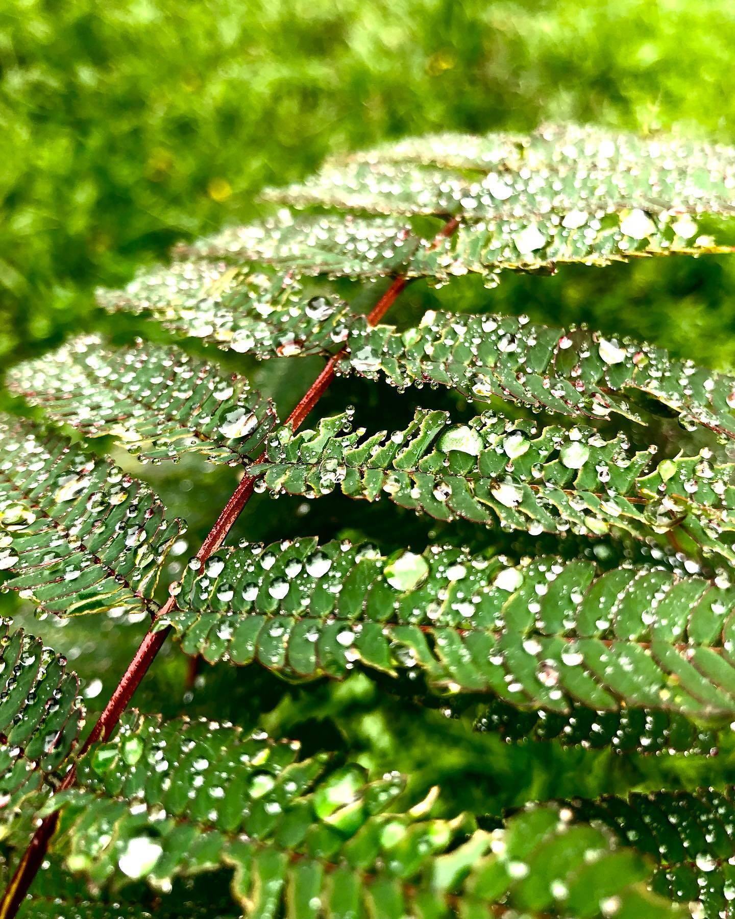 Nature gallery image 14