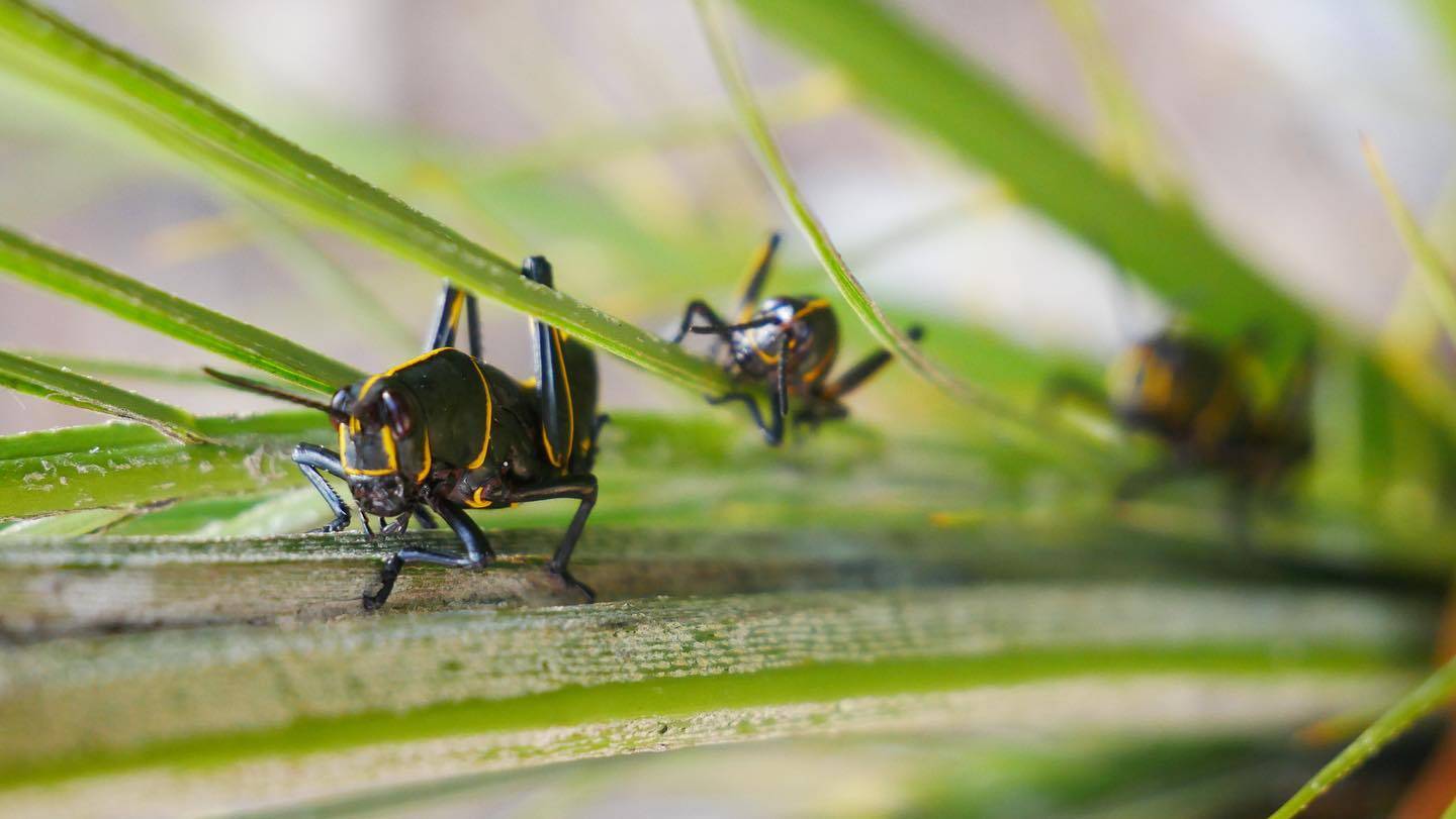 Nature gallery image 9