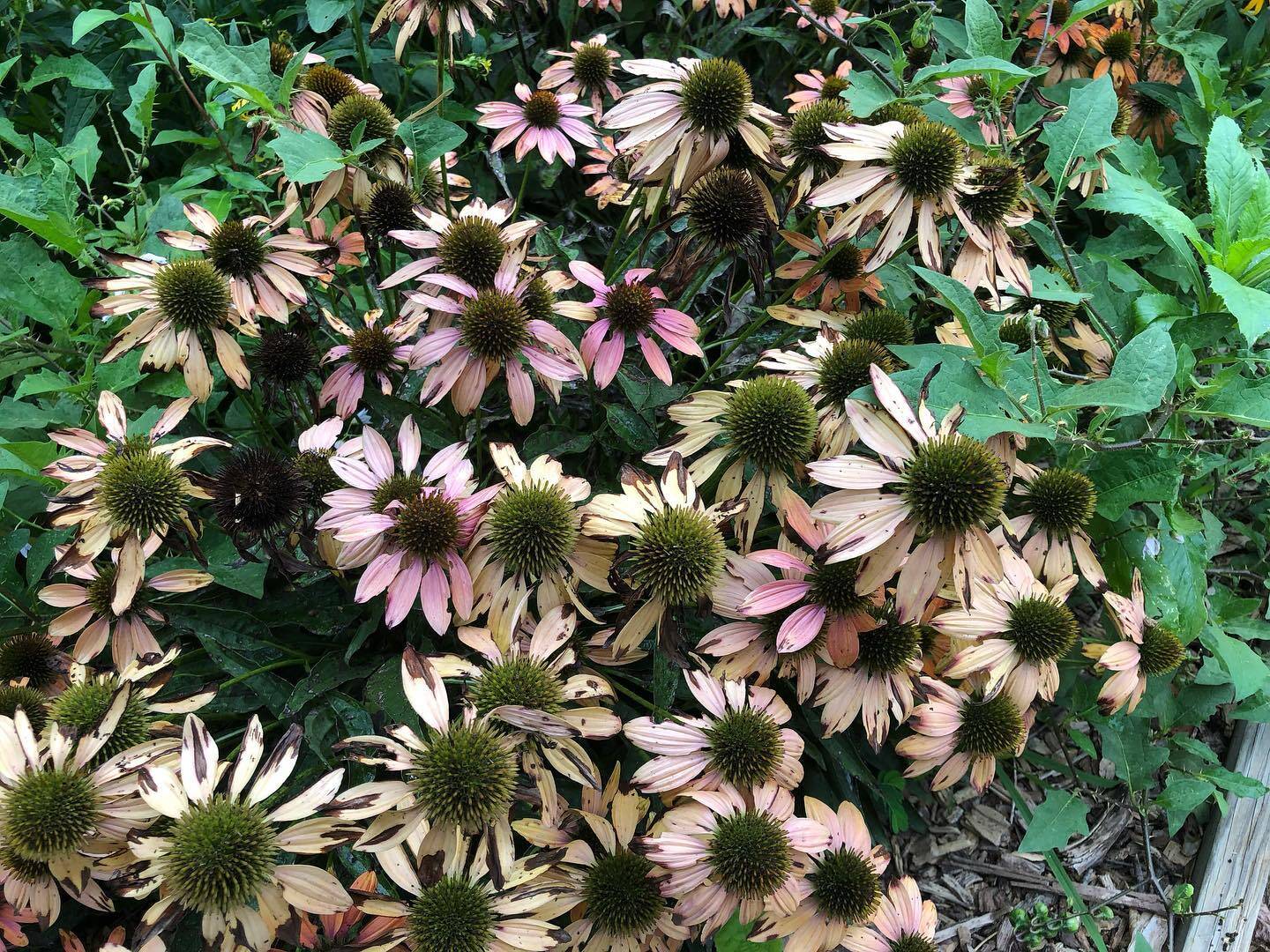 Nature gallery image 24