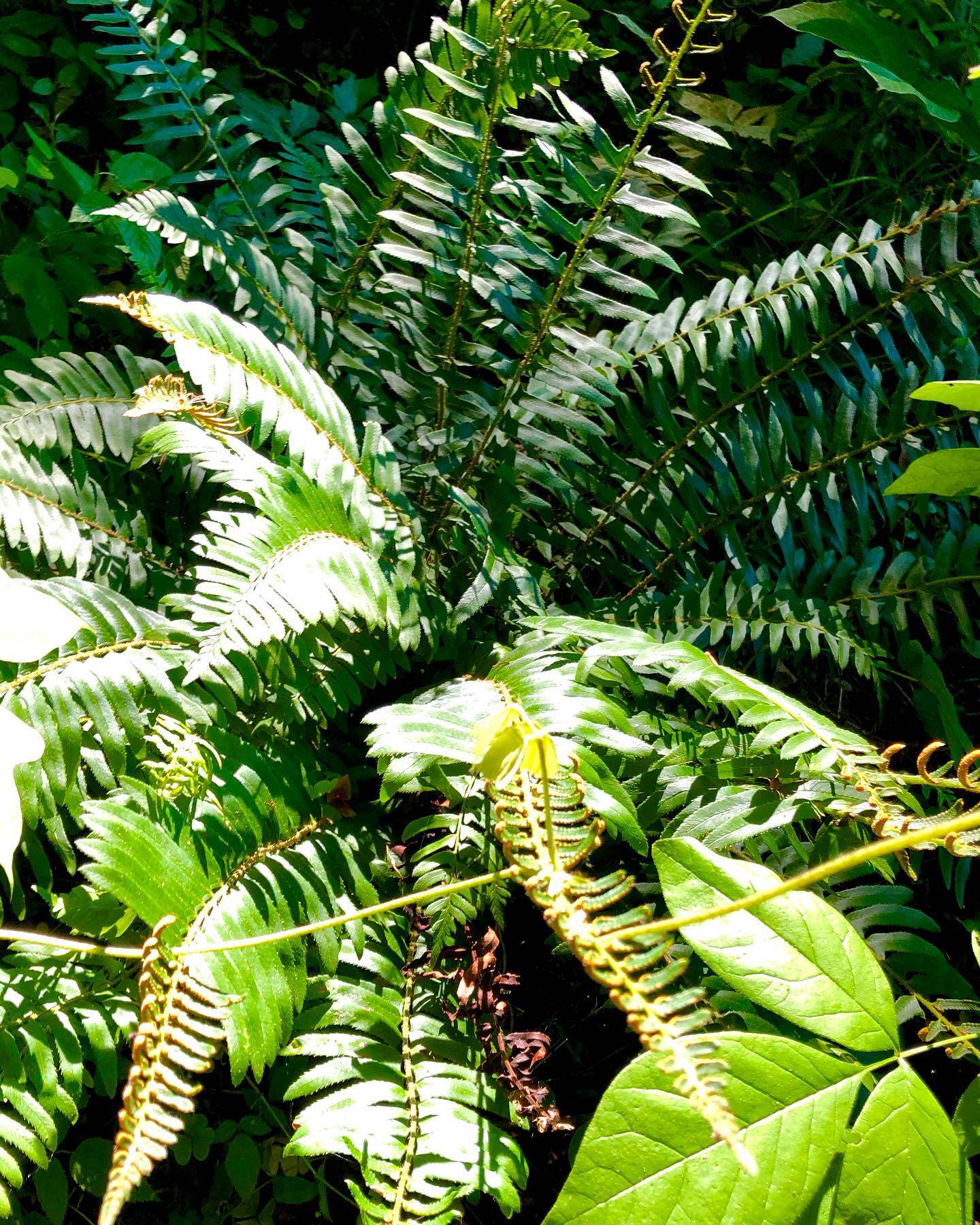 Nature gallery image 15