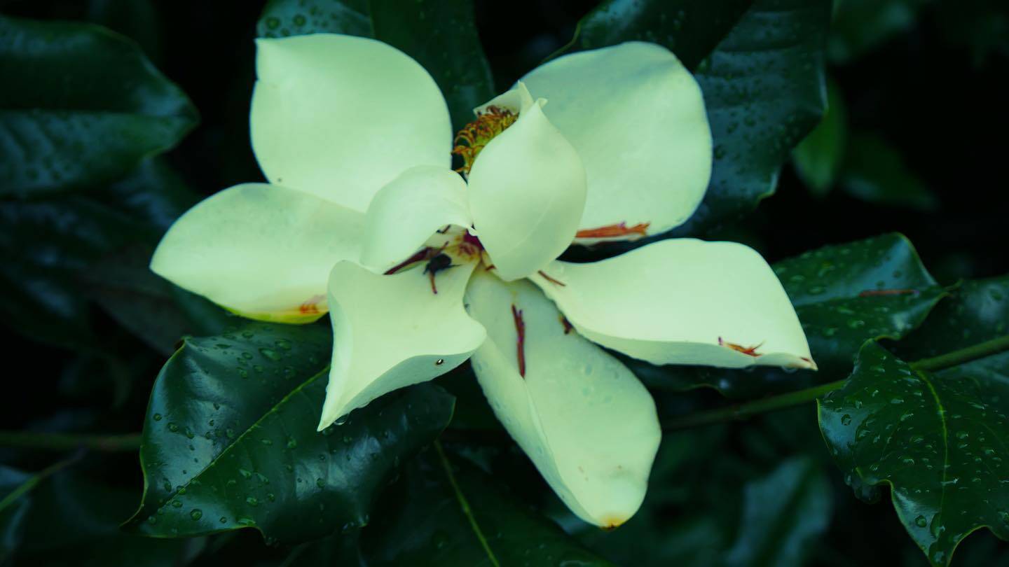 Nature gallery image 2