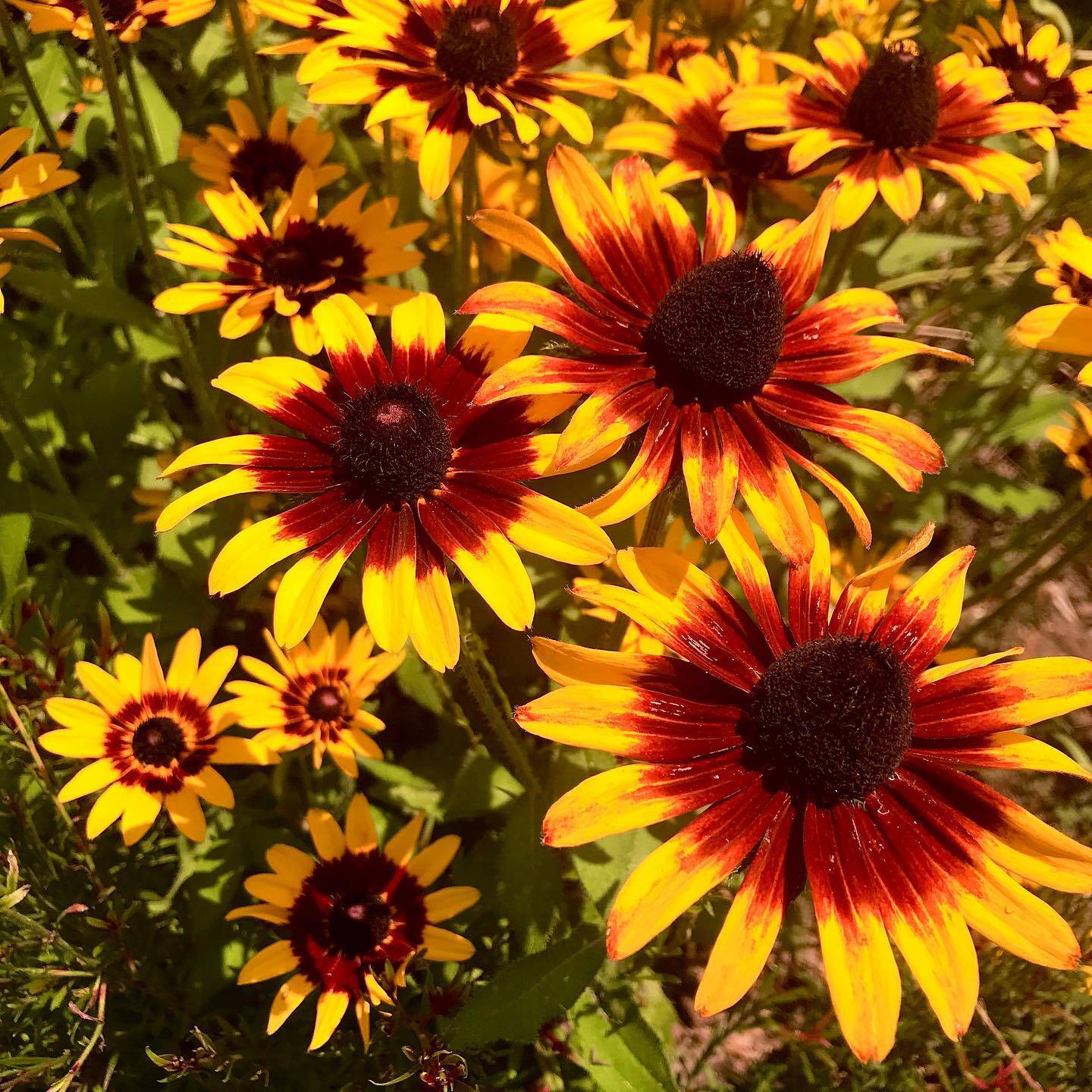 Nature gallery image 11