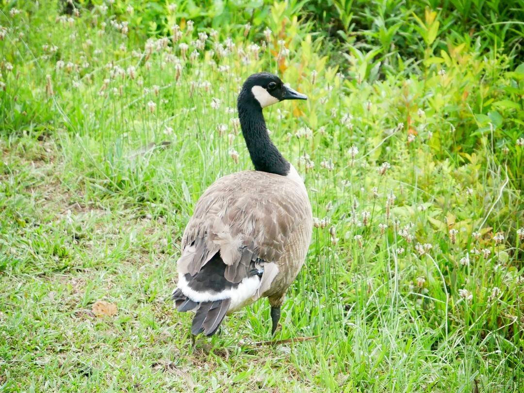 Nature gallery image 1