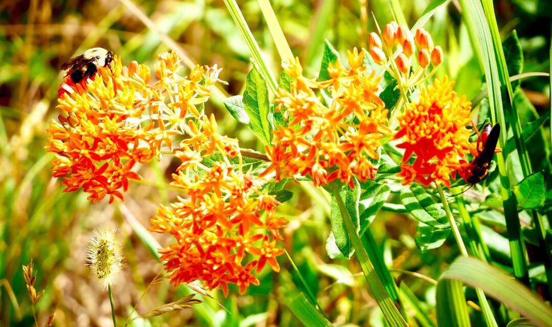 Nature gallery image 3