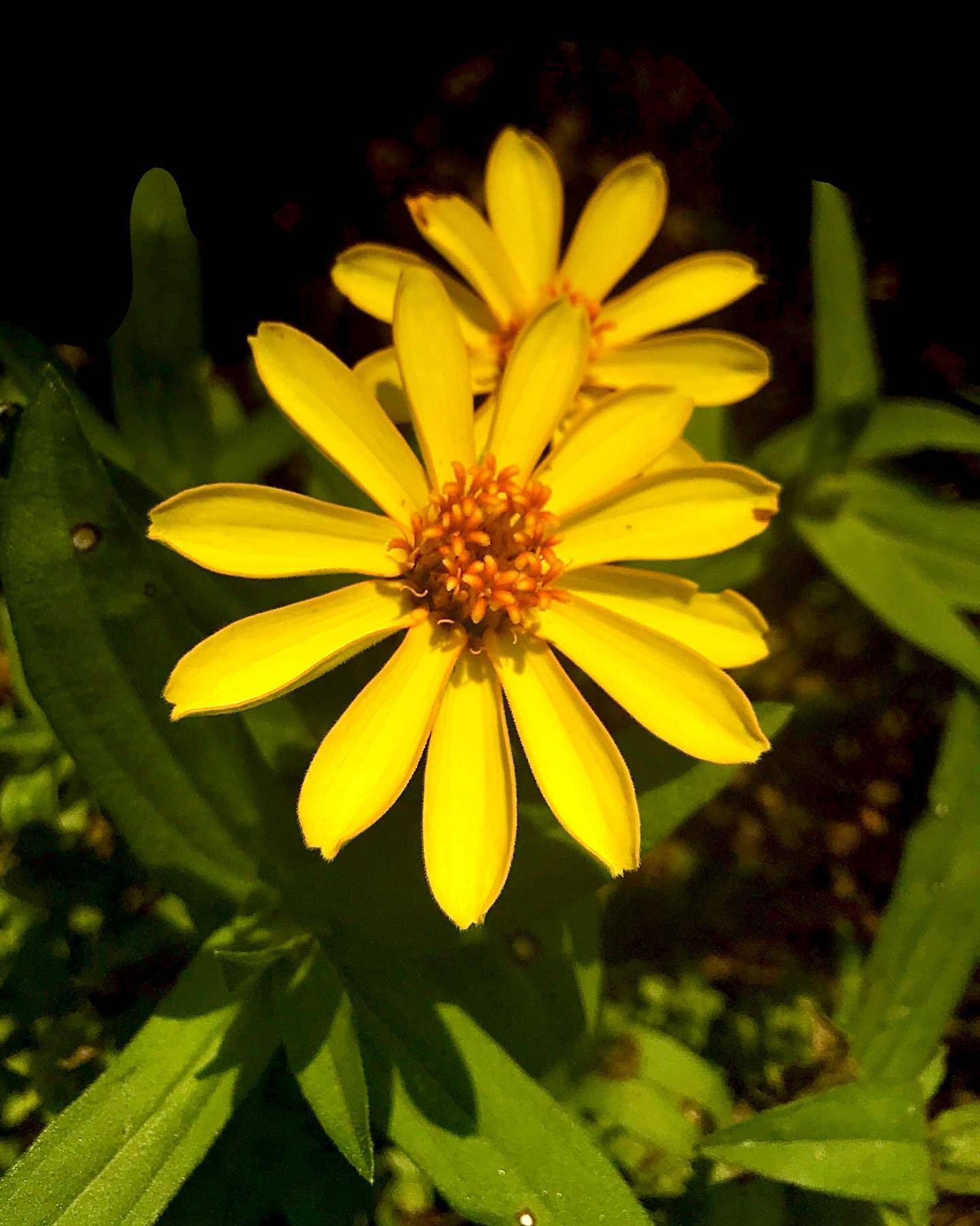 Nature gallery image 17